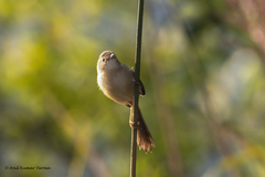 Prinia inornata