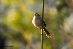 Prinia inornata
