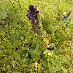 Salvia verbenaca