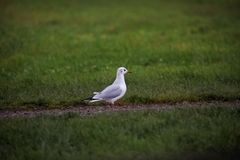 Chroicocephalus ridibundus