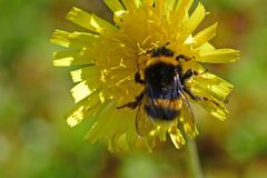 Bombus