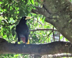 Psarocolius decumanus