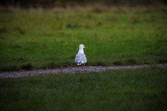 Larus argentatus