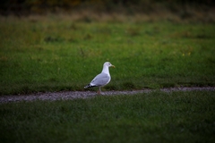 Larus argentatus