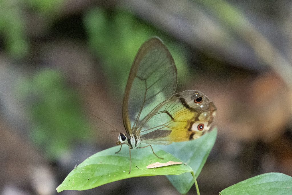 amber phantom