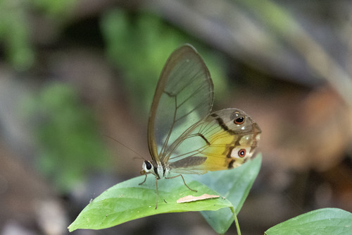 amber phantom
