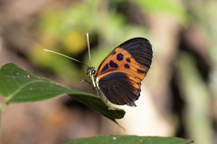 Heliconius numata bicoloratus