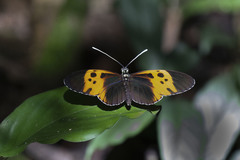 Heliconius numata bicoloratus