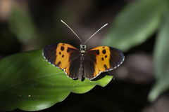 Heliconius numata bicoloratus