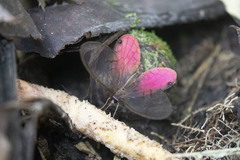 Cithaerias cliftoni