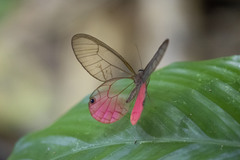 Cithaerias cliftoni