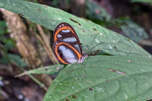Oleria gunilla