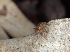 Prostheclina pallida