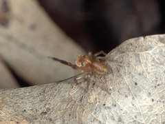 Prostheclina pallida