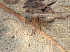 Prostheclina pallida