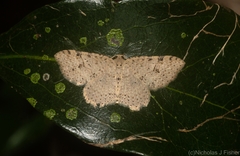 Minoa euthecta