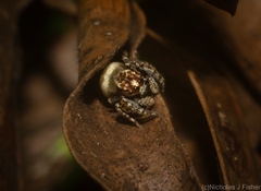 Paraphilaeus daemeli