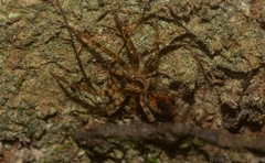 Toxopsoides erici