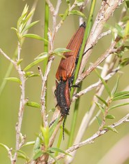 Elatichrosis trisulcatus