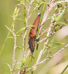 Elatichrosis trisulcatus