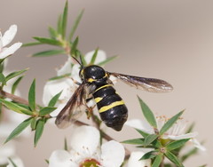 Leucopsina burnsi