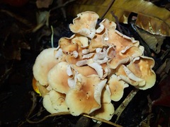 Fungi