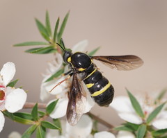 Leucopsina burnsi