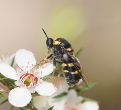 Leucopsina burnsi