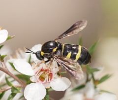 Leucopsina burnsi