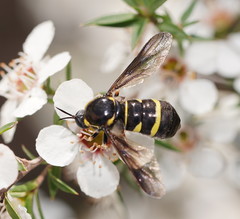 Leucopsina burnsi