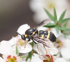 Leucopsina burnsi