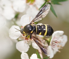 Leucopsina burnsi