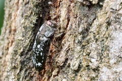 Diphucrania laticollis