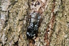 Diphucrania laticollis