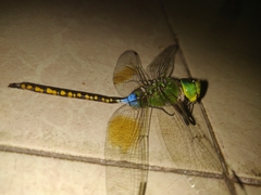 Anax indicus