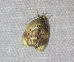 Ballatha aurata