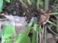 Ranunculus hispidus