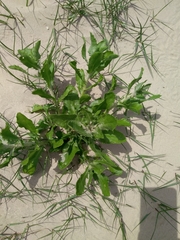 Rayjacksonia phyllocephala