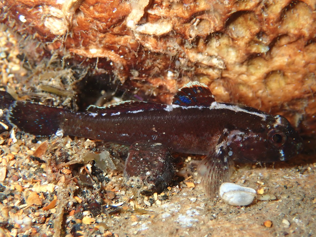 Bellotti's Goby
