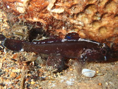 Gobius ater