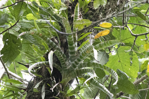 Aechmea zebrina, photograph 3