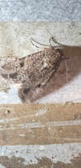 Spodoptera exempta