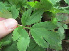 Ranunculus hispidus