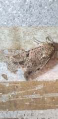 Spodoptera exempta