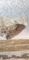 Spodoptera exempta