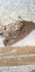 Spodoptera exempta