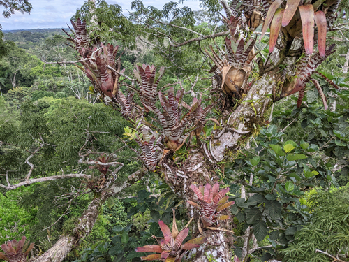 Aechmea zebrina, photograph 2