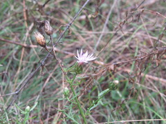 Centaurea borysthenica