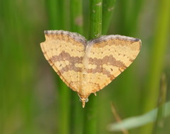 Chrysolarentia insulsata