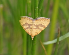 Chrysolarentia insulsata